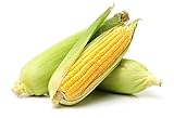 Golden X Bantom Corn Seeds, 50 Heirloom Seeds Per Packet, Non GMO Seeds, Botanical Name: Zea mays, Isla's Garden Seeds Photo, new 2024, best price $5.99 ($0.12 / Count) review