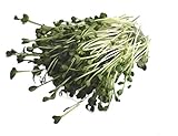 250 g BIO Keimsprossen Daikon-Rettich Samen für die Sprossenanzucht Sprossen Microgreen Mikrogrün Foto, neu 2024, bester Preis 6,09 € (24,36 € / kg) Rezension