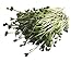 Foto 250 g BIO Keimsprossen Daikon-Rettich Samen für die Sprossenanzucht Sprossen Microgreen Mikrogrün Rezension