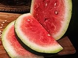 Bradford Watermelon Seed Packet Super Sweet Southern Heirloom Photo, new 2024, best price $6.99 review
