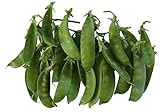 Oregon Giant Snow Pea Seeds- 50 Count Seed Pack - Non-GMO - Finest Tasting, Most Vigorous Snow peas. Use Them for Colorful Tasty stir-Fry Recipes or eat raw. - Country Creek LLC Photo, new 2024, best price $2.25 review