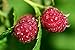 Photo Raspberry Bare Root - 2 Plants - Polana Raspberry Plant Produces Large, Firm Berries with Good Flavor - Wrapped in Coco Coir - GreenEase by ENROOT review