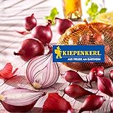Kiepenkerl Steckzwiebel 'Rote Piroska' | dunkelrot | 250 gr Packung Foto, neu 2024, bester Preis 2,48 € (9,92 € / KG) Rezension