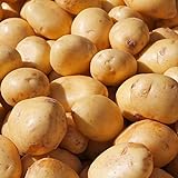 10 Stück Kartoffelsamen, einfach zu pflanzen, gesunde Gemüsekartoffeln Gemüsesamen für den Anbau zu Hause Foto, neu 2024, bester Preis 12,03 € Rezension
