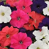 Outsidepride Petunia Hybrida Flower Seed Mix - 5000 Seeds Photo, new 2024, best price $6.49 review