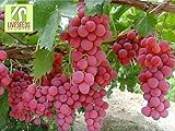 RWS Semillas en vivo - las uvas Red Globe dulce gigante Live 10 semillas Foto, nuevo 2024, mejor precio 3,99 € revisión