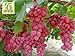 Foto RWS Semillas en vivo - las uvas Red Globe dulce gigante Live 10 semillas revisión
