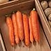 Photo David's Garden Seeds Carrot Bolero 1166 (Orange) 200 Non-GMO, Hybrid Seeds review