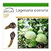 Foto SAFLAX - Calabaza de peregrino - 15 semillas - Con sustrato estéril para cultivo - Lagenaria siceraria revisión