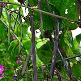 Purple Podded Pole Bean - 25 Seeds - Heirloom & Open-Pollinated Variety, USA-Grown, Non-GMO Vegetable Snap/Green Bean Seeds for Planting Outdoors in The Home Garden, Thresh Seed Company Photo, new 2024, best price $7.99 ($0.32 / Count) review