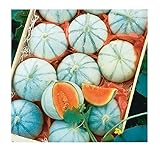 David's Garden Seeds Fruit Melon Savor (Orange) 25 Non-GMO, Hybrid Seeds Photo, new 2024, best price $3.45 review