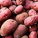 Photo 0pcs Graines de pommes de terre Haute taux de germination Facile à développer des légumes nutritifs et savoureux pour le jardin de la ferme de jardin en croissance pour l'agriculture à la mai Gra examen