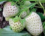 2000+ Perpetual Strawberry Seeds for Planting - White Photo, new 2024, best price $9.79 review