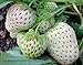 Photo 2000+ Perpetual Strawberry Seeds for Planting - White review
