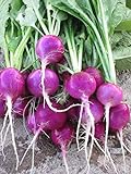 Purple Plum Radish Seeds, 150 Heirloom Seeds Per Packet, Non GMO Seeds Photo, new 2024, best price $5.99 ($0.04 / Count) review