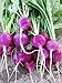 Photo Purple Plum Radish Seeds, 150 Heirloom Seeds Per Packet, Non GMO Seeds review