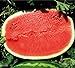 Foto Melone - Wassermelone Calsweet - Gewicht: 10-15kg - 10 Samen Rezension