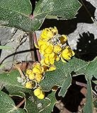 100pcs Seeds of Mahonia repens, Creeping Oregon Grape, Creeping Barberry Photo, new 2024, best price $9.98 ($0.10 / Count) review