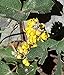 Photo 100pcs Seeds of Mahonia repens, Creeping Oregon Grape, Creeping Barberry review