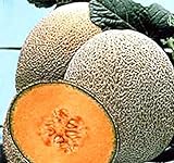 Hale's Best Jumbo Cantaloupe Seeds - 50 Seeds Non-GMO Photo, new 2024, best price $1.49 ($0.03 / Count) review