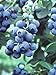 Photo Pixies Gardens Tifblue Blueberry Bush - One of The Oldest Blueberry Cultivars Still Being Planted and Considered One of The Best. Good Pollinator (2 Gallon Potted) review