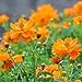 Foto Cosmos Seeds 15+ Orange Crazy Blumensamen von höchster Qualität (Cosmos Sulphureus bipinnatus) für die Gartenpflanzung im Garten im Freien Rezension