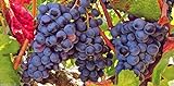 Grape Vine Seeds(Vitis vinifera) Enjoy the sweet juicy taste of homegrown grapes Photo, new 2024, best price $6.80 review