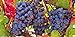 Photo Grape Vine Seeds(Vitis vinifera) Enjoy the sweet juicy taste of homegrown grapes review
