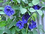 Blue Butterfly Pea Vine (Clitoria ternatea) Perennial - 10 Seeds Photo, new 2024, best price $3.49 ($0.35 / Count) review