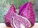 Photo Seeds Cabbage Red Kalibos Vegetable Heirloom for Planting Non GMO review