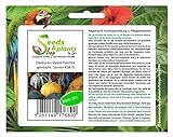 Stk - 15x Zierkürbis kleine Früchte gemischt- Patisson Samen Gemüse KS475 - Seeds Plants Shop Samenbank Pfullingen Patrik Ipsa Foto, neu 2024, bester Preis 3,73 € (0,25 € / stück) Rezension