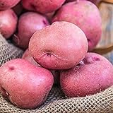 Red Pontiac Seed Potato - Everybody's Favorite Red Potato - Includes one 2-lb Bag - Can't Ship to States of ID, ME, MT, or NE Photo, new 2024, best price $17.50 review