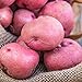 Photo Red Pontiac Seed Potato - Everybody's Favorite Red Potato - Includes one 2-lb Bag - Can't Ship to States of ID, ME, MT, or NE review