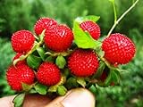 Wild Strawberry Seeds - 1000+ Sweet Wild Strawberry Seeds for Planting - Fragaria Vesca Seeds - Heirloom Non-GMO Edible Berry Fruit Garden Seeds Photo, new 2024, best price $10.99 ($0.01 / Count) review