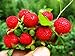 Photo Wild Strawberry Seeds - 1000+ Sweet Wild Strawberry Seeds for Planting - Fragaria Vesca Seeds - Heirloom Non-GMO Edible Berry Fruit Garden Seeds review