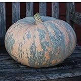 10 Iran, Pumpkin Seed (Calabaza) Jumbo Squash,50 Plus Pound Fruits Photo, new 2024, best price $9.95 review