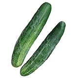Burpee Bush Champion Slicing Cucumber Seeds 60 seeds Photo, new 2024, best price $8.54 ($0.14 / Count) review
