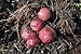 Photo Simply Seed - 5 LB - Dark Red Norland Potato Seed - Non GMO - Naturally Grown - Order Now for Spring Planting review