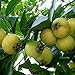 Foto 20 Unids/Bolsa Syzygium Jambos Semillas Floración Comestible Natural Plántulas De Frutas Nutritivas Y Prolíficas Para Semillas De Jardín De Plantas Al Aire Libre Semilla revisión