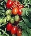 Photo Juliet Grape Tomato 15 Seeds - High yields! review