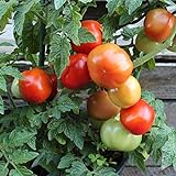 Rotkäppchen Tomatensamen für ca. 20 Pflanzen - alte, deutsche Buschtomate Foto, neu 2024, bester Preis 1,79 € (0,09 € / stück) Rezension