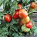 Foto Rotkäppchen Tomatensamen für ca. 20 Pflanzen - alte, deutsche Buschtomate Rezension