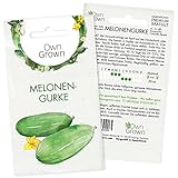 Mini Gurken Samen: 5 Snackgurken Samen für die Melonengurke Carosello – Samen Gemüse für Gurken Pflanzen – Gurken Saatgut – Gemüse Samen OwnGrown Foto, neu 2024, bester Preis 2,95 € Rezension