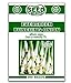 Photo Evergreen Bunching Onion Seeds - 300 Seeds Non-GMO review