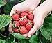 Foto Monats-Erdbeere Rügen min. 250 Samen (0,5g) - 100% Natursamen - ganzes Jahr ernten Rezension