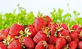 Sweet Red Strawberry Seeds 300pcs for Home Garden Planting Photo, new 2024, best price $8.99 ($0.03 / Count) review