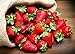 Photo KIRA SEEDS - Fresca Strawberry Giant - Everbearing Fruits for Planting - GMO Free review