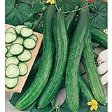 Cetriolo Chinese Slangen Cucumbers Seeds (20+ Seeds) | Non GMO | Vegetable Fruit Herb Flower Seeds for Planting | Home Garden Greenhouse Pack Photo, new 2024, best price $3.69 ($0.18 / Count) review