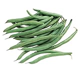 Burpee Blue Lake 274 Bush Bean Seeds 8 ounces of seed Photo, new 2024, best price $9.36 ($1.17 / Ounce) review