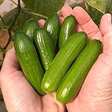 Park Seed Mini-Me F1 Organic Cucumber Seeds, Snack-Size Mini Cucumbers, Pack of 10 Seeds Photo, new 2024, best price $11.95 review